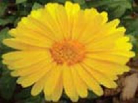 Pot Marigold Extract